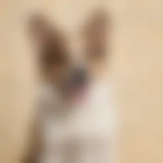 dog wallpaper