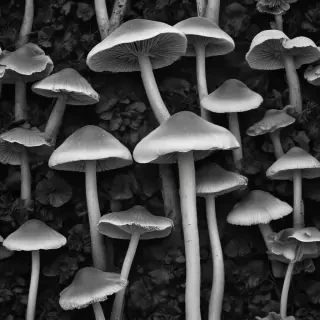 mushroom black and white