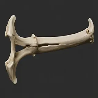 bone png