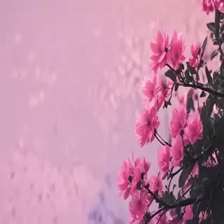 iphone wallpapers aesthetic