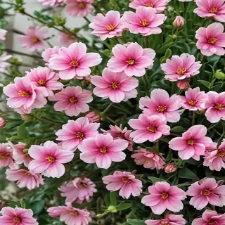 spring wallpaper phone