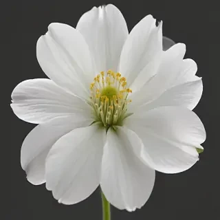 white flower transparent
