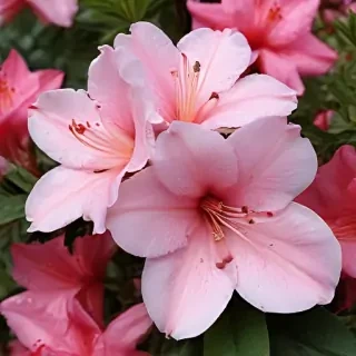 azalea flower