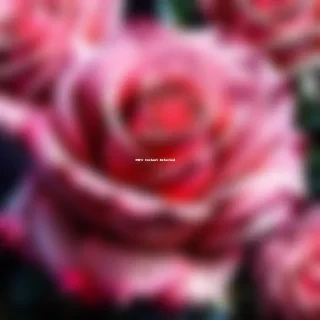 rose wallpaper iphone