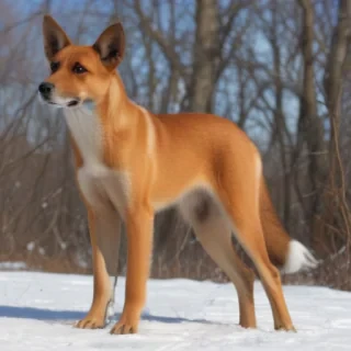 american foxy dane