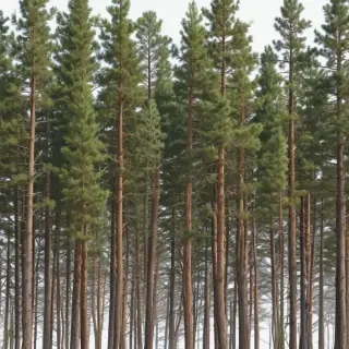 pine trees transparent background