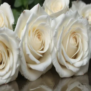 white roses png