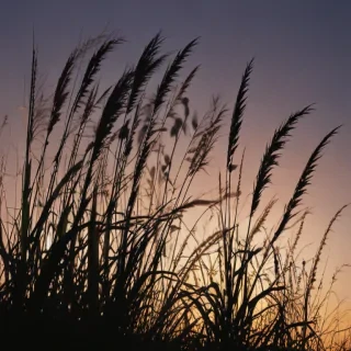 grass silhouette