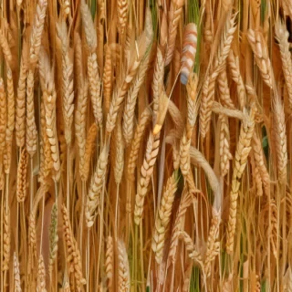 wheat png