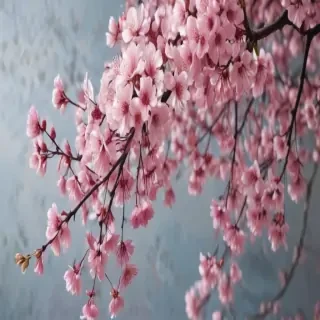 cherry blossom background wallpaper