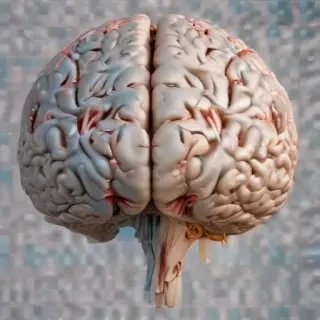 brain transparent background