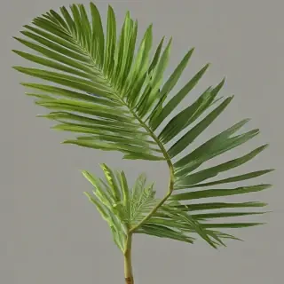 palm tree leaf png