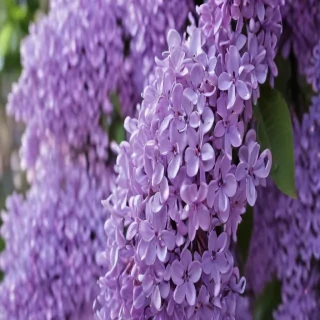 aesthetic lilac wallpaper