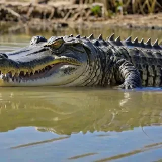 saltwater crocodile