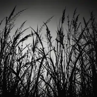 grass silhouette