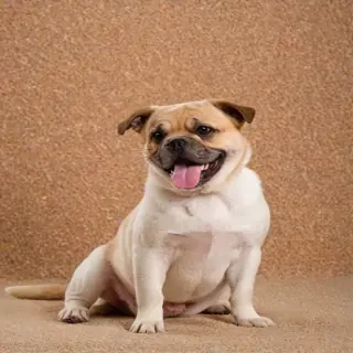 background funny pictures