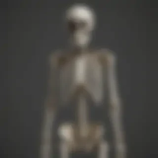 skeleton transparent background