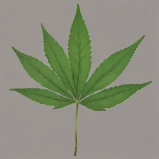 weed leaf png