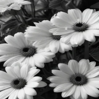 flower images black and white