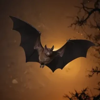 halloween bats images