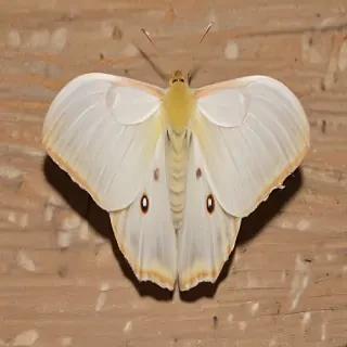 silk moth