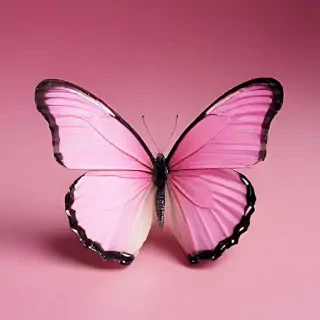 pink background butterfly