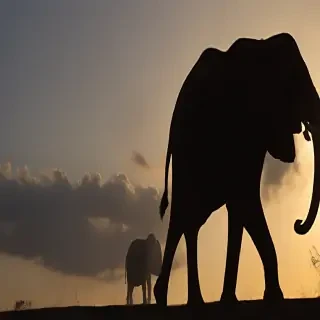 elephant silhouette