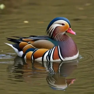 mandarin duck