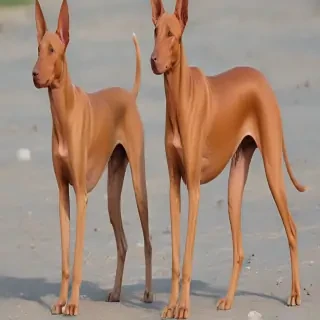 pharaoh hound