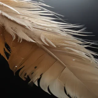 feather background