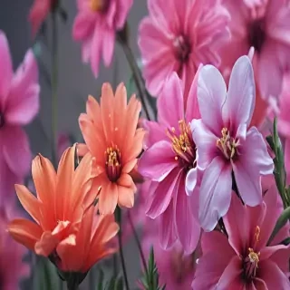 flower computer wallpaper