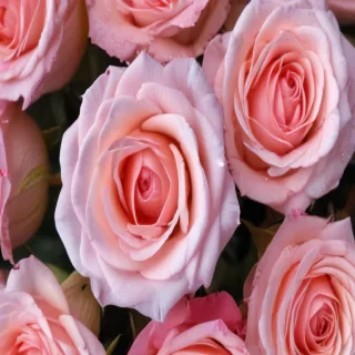 pink roses wallpaper iphone