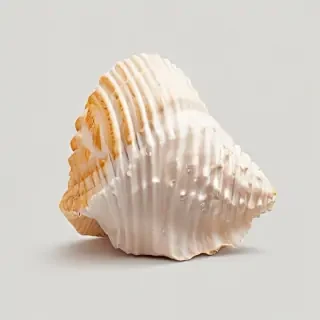 seashell png