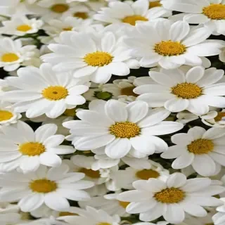 white flowers wallpaper iphone