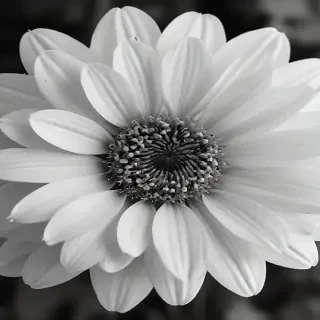 flower images black and white