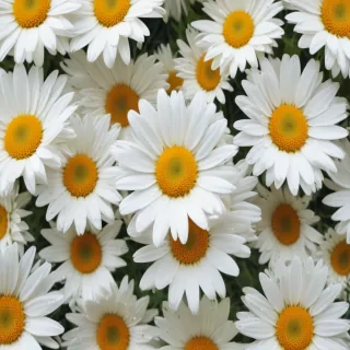 daisy background wallpaper
