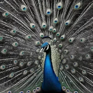 peacock black and white