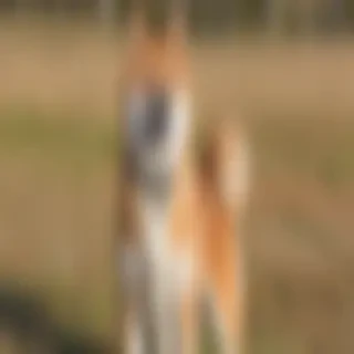 shiba dog