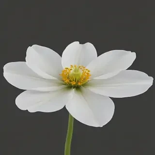 white flower png