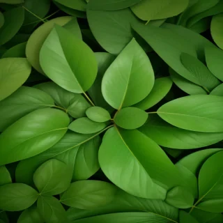 green leaves background