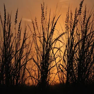 grass silhouette