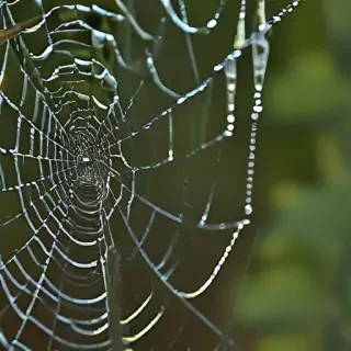 spiderweb