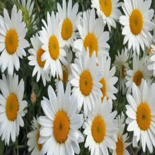 daisy wallpaper iphone
