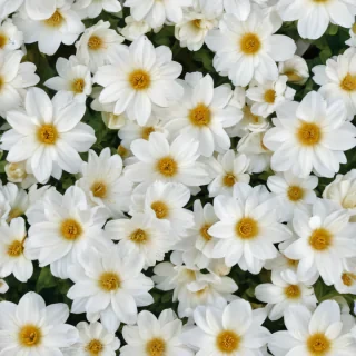 background white flower