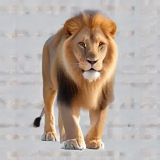 lion transparent background