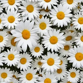 daisies png