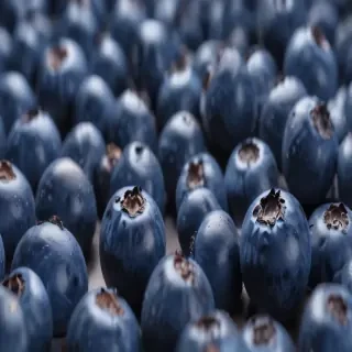 blueberry png