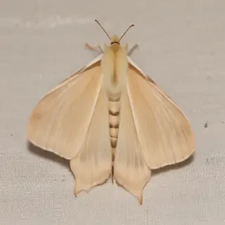 silk moth