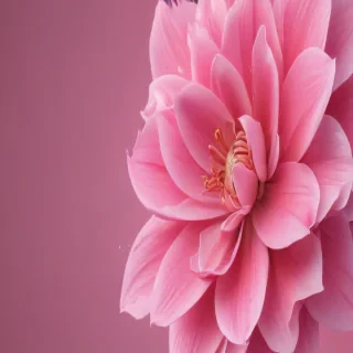 girly pink wallpaper iphone