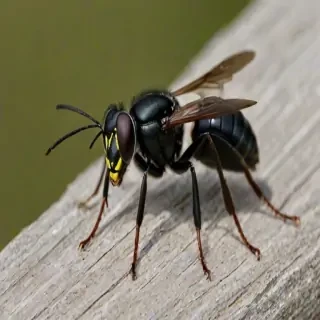 black wasp